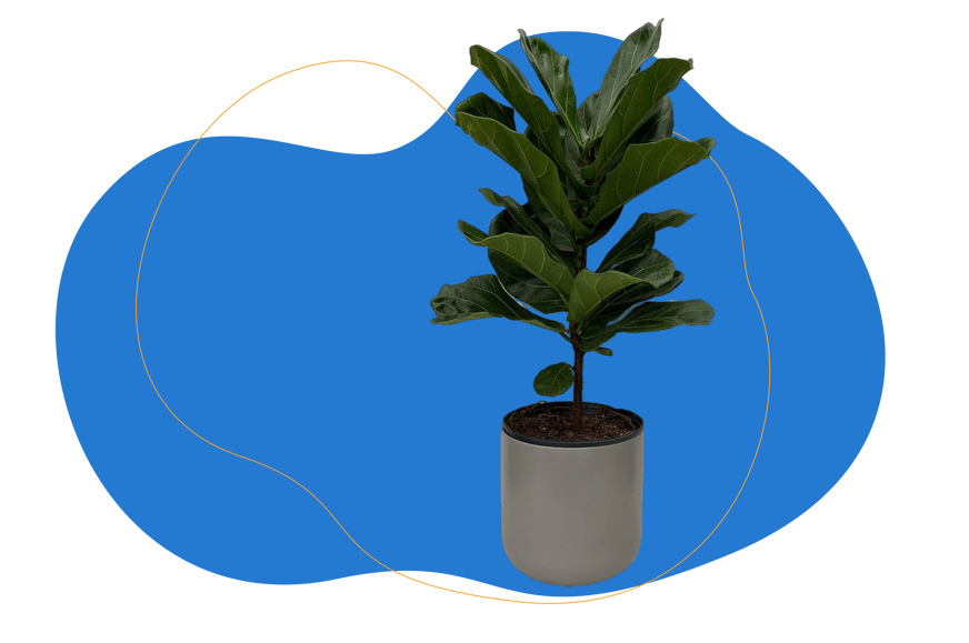 planta tabaco